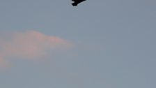 Sea Eagle in Flight