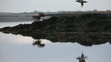 Sea Eagles in flight