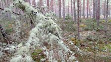 Lichen grows all over the forest - Loch Fleet