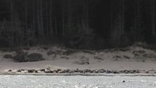 Grey seals on the beach at Culbin beach