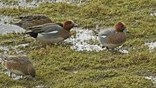 Between January and March, parts of Slimbridge are deliberately flooded and more than 45,000 birds can be seen feeding