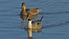 Up to half of all pintail in northwest Europe rely on the UK’s estuaries and wetlands during winter