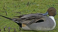 The number of pintail sighted in Britain is in decline according to the Wetland Bird Survey's 2014 report Waterbirds in the UK