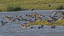 In winter wigeon can be seen in most parts of the United Kingdom