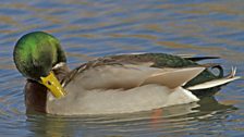 The mallard is one of the most abundant ducks in the world, widespread in the northern hemisphere and also found in Australasia