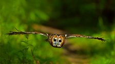 Tawny owl in flight