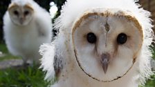 Curious barn owl chicks