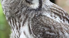 Great Grey Owl