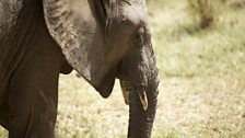 Elephant calf in Samburu national reserve