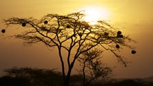 Weaver birds nests at sunset in Samburu National Reserve