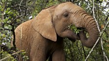 Young elephant feeding on nutritious green leaves