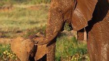 Mother and calf after a mud bath in Samburu National Reserve