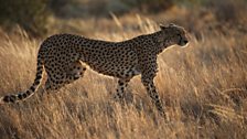 Female cheetah in Samburu National Reserve