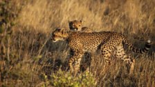 Cheetah cubs in Samburu National Reserve