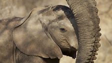 Calf seeks reassurance from mothers trunk