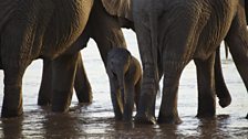 Calf with his family in the Ewaso Nyiro river in Samburu National Reserve