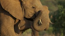 Elephant scratching its nose