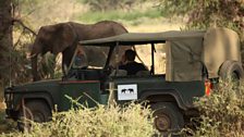 Frank getting to know the elephants of Samburu