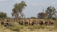 Saba amongst the elephants in Samburu National Reserve, Northern Kenya