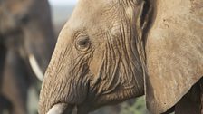 Elephant close up