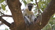 One of the safari camp’s black faced vervet monkeys