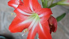 Amaryllis