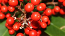 Skimmia Temptation