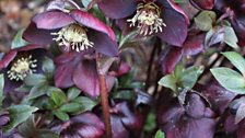 Hellebores