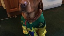 NCFC pets