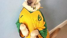 NCFC pets