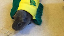 NCFC pets