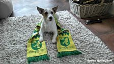 NCFC pets