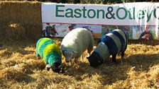 Clue one led Sophie to the rams' pen at Easton and Otley College, where they were hosting a special lambing day