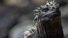 Galápagos marine iguana