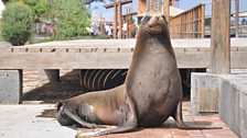 Sea lions about town