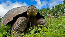 Galápagos tortoise