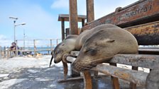 Galápagos sea lion