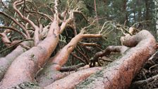 Fallen Scots Pine