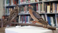 Martha and George on display at the Smithsonian Institution