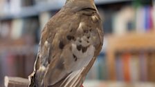 Martha - the last passenger pigeon