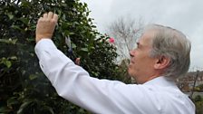 Ross Thompson picks a Camelia leaf