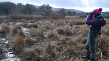 Observing the Birdlife on Cwm Ivy Marsh