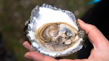 Gathering oysters