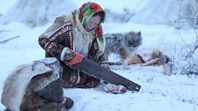 Nyeacocha, uses a saw to cut through frozen Reindeer meat