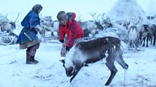 Kate helps Kostya catch a Reindeer