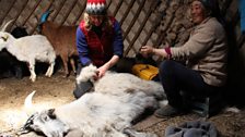 Kate combs a cashmere goat with nomadic herder Tsitsegar inside a Ger