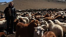 Kate holds a baby cashmere goat in the Gobi Desert