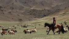 Kate helps to herd cashmere goats and sheep across the Gobi Desert on horseback