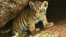 Tiger Cub