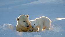 Emerging polar bear cub